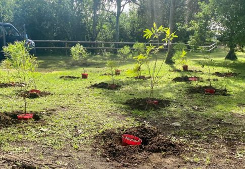 plantation d'arbres endémiques île de la réunion marche pour le climat