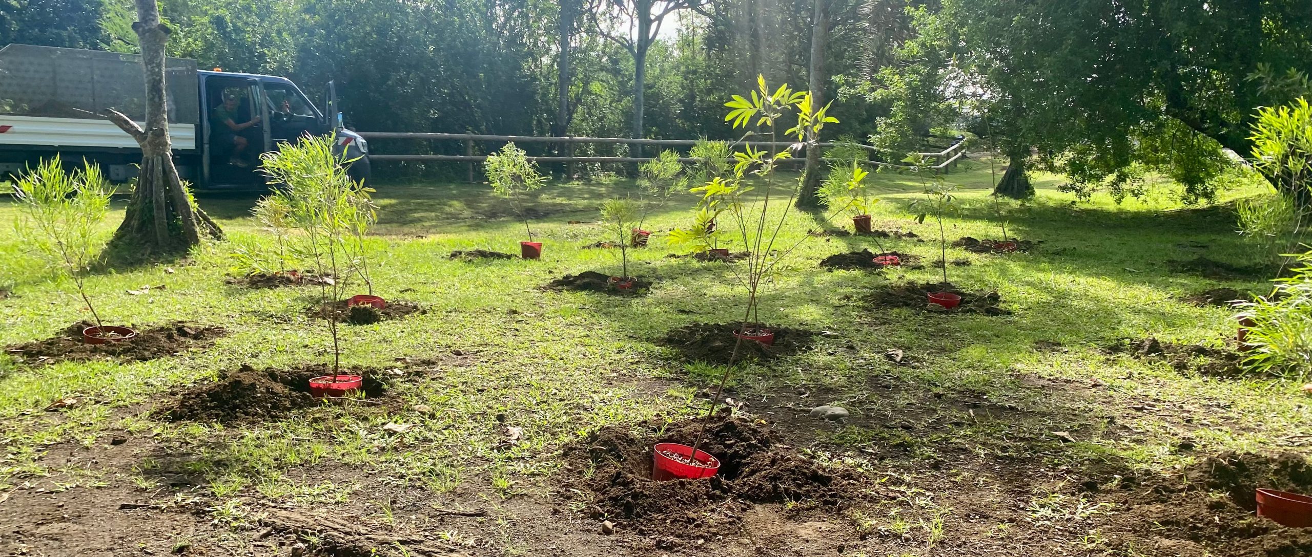 Plantation Arbre Nicollin Espaces Verts plantation d'arbres endémiques île de la réunion marche pour le climat